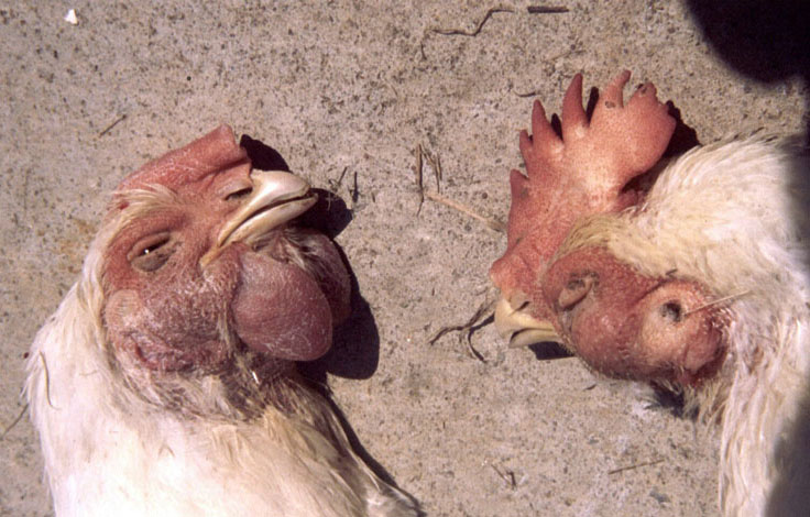 Obat Ayam Ngorok Dan Pilek Paling Ampuh